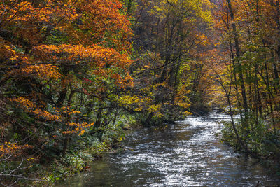 River amidst trees in forest during autumn