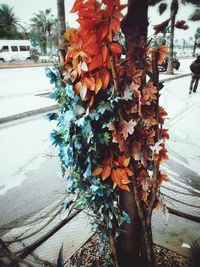 Leaves on tree trunk