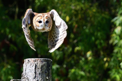 Portrait of a tawny owl in flight 