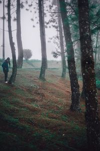 Trees in forest