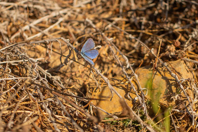 Close-up of butterfly on dry land