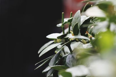 Close-up of plant at night