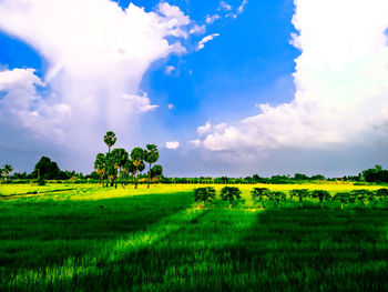 Scenic view of agricultural field against sky