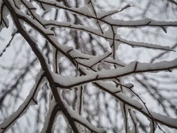 Low angle view of tree against sky