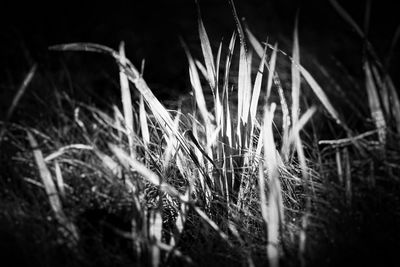 Plant growing in the dark