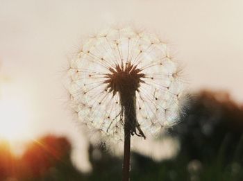 Close-up of dandelion against sky