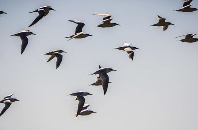 Low angle view of birds flying in the sky