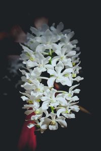 Close-up of white flowers on black background