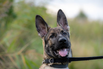 Close-up portrait of a dog