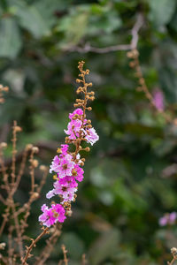 Close-up of pink flowering plant