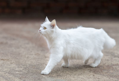 Close-up of a cat looking away