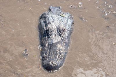 American alligator swimming in the rivers of the louisiana bayou gets a close up head shot