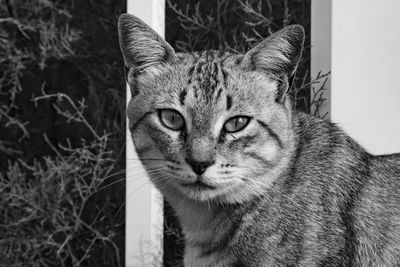 Close-up portrait of tabby cat