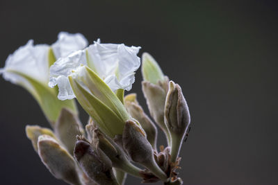 Close-up of white flowering plant against black background