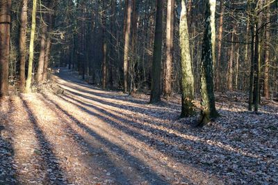 Trees in forest