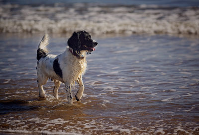 Dogs running in lake