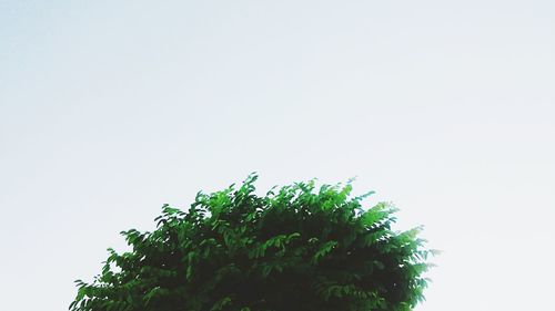 Low angle view of trees against clear sky