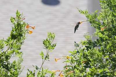 View of bird flying against sky