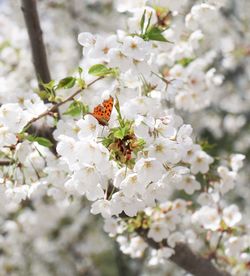 Close-up of white flowers blooming in park