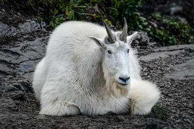 Close-up of a mountain goat resting on rhe ground