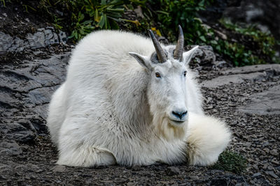 Close-up of a sheep on field