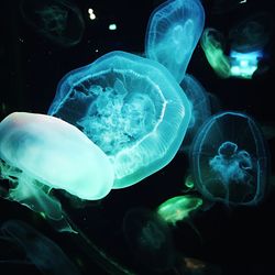 Close-up of jellyfish against black background