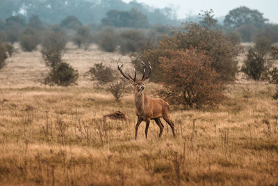 Deer standing on land