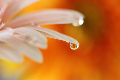 Close-up of wet orange