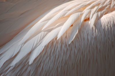 Close-up of white feather