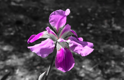 Close-up of pink flowers blooming outdoors