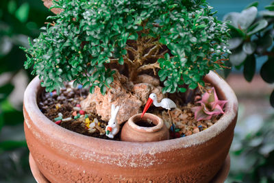 Close-up of potted plant