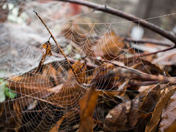 Close-up of spider web with water drops