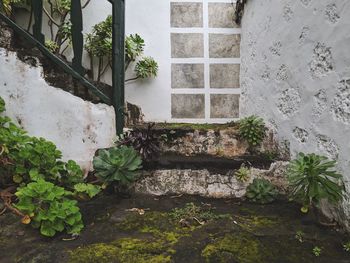 Potted plants on wall of old building