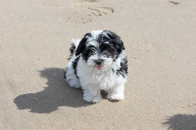 Havanese puppy playing on the beach