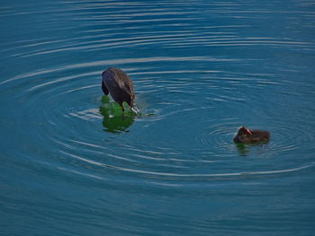 High angle view of duck swimming in lake