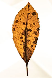 Close-up of dry leaf against white background