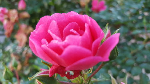 Close-up of pink flower blooming outdoors