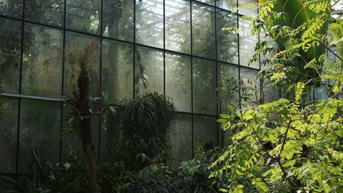 Plants growing in greenhouse