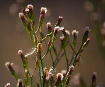 Close-up of flowers growing on plant