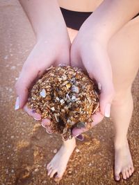 Cropped hand of woman holding seashells