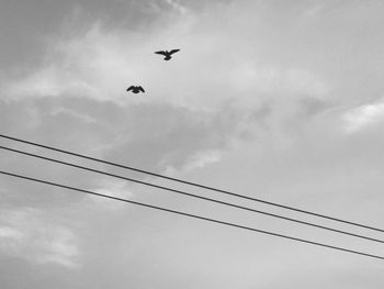 Low angle view of birds flying against sky