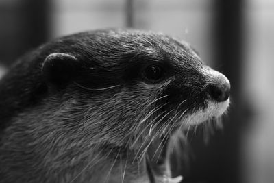 Close-up of an animal looking away