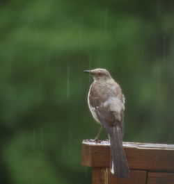 Bird perching on wooden post