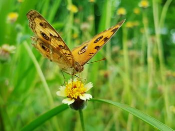 Butterfly perching on flower