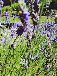 Close-up of purple flowering plants on field