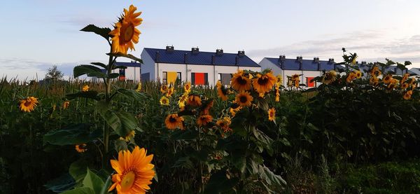 Scenic view of sunflower against sky