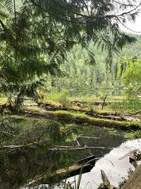Scenic view of lake in forest