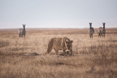 Lioness and zebras on grassy land against clear sky