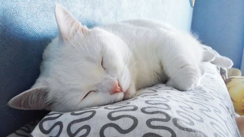 Close-up of cat sleeping on bed