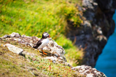 Close-up of bird perching on rock